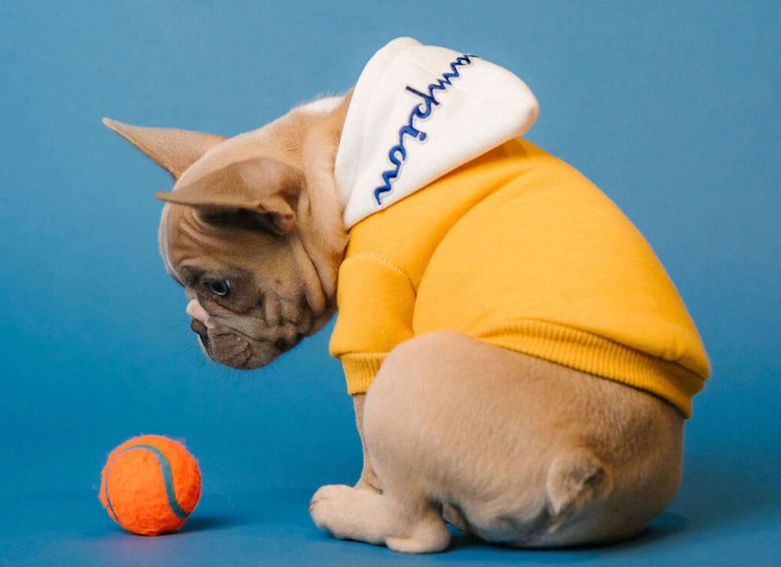 Helping Your Pet Feel Comfortable with Handling: A Practical Guide