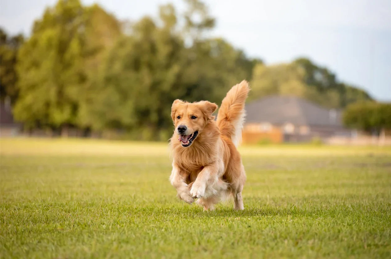 Dog Park Manners: What Every Dog Parent Should Know