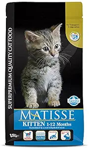MATISSE KITTEN