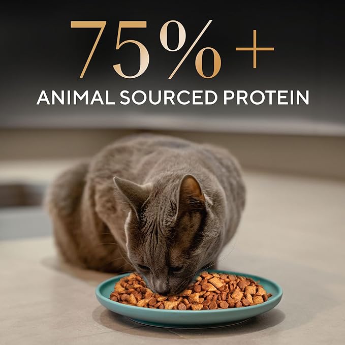 Sheba Kitten and Adult, Irresistible Dry Cat Food, Chicken Flavour, 1.5 kg, Contains 41 Essential Nutrients, Complete & Balanced Nutrition